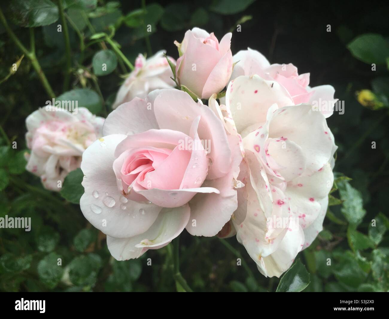 Beautiful roses , soft, love, uplift, white, link, nature, rose Stock