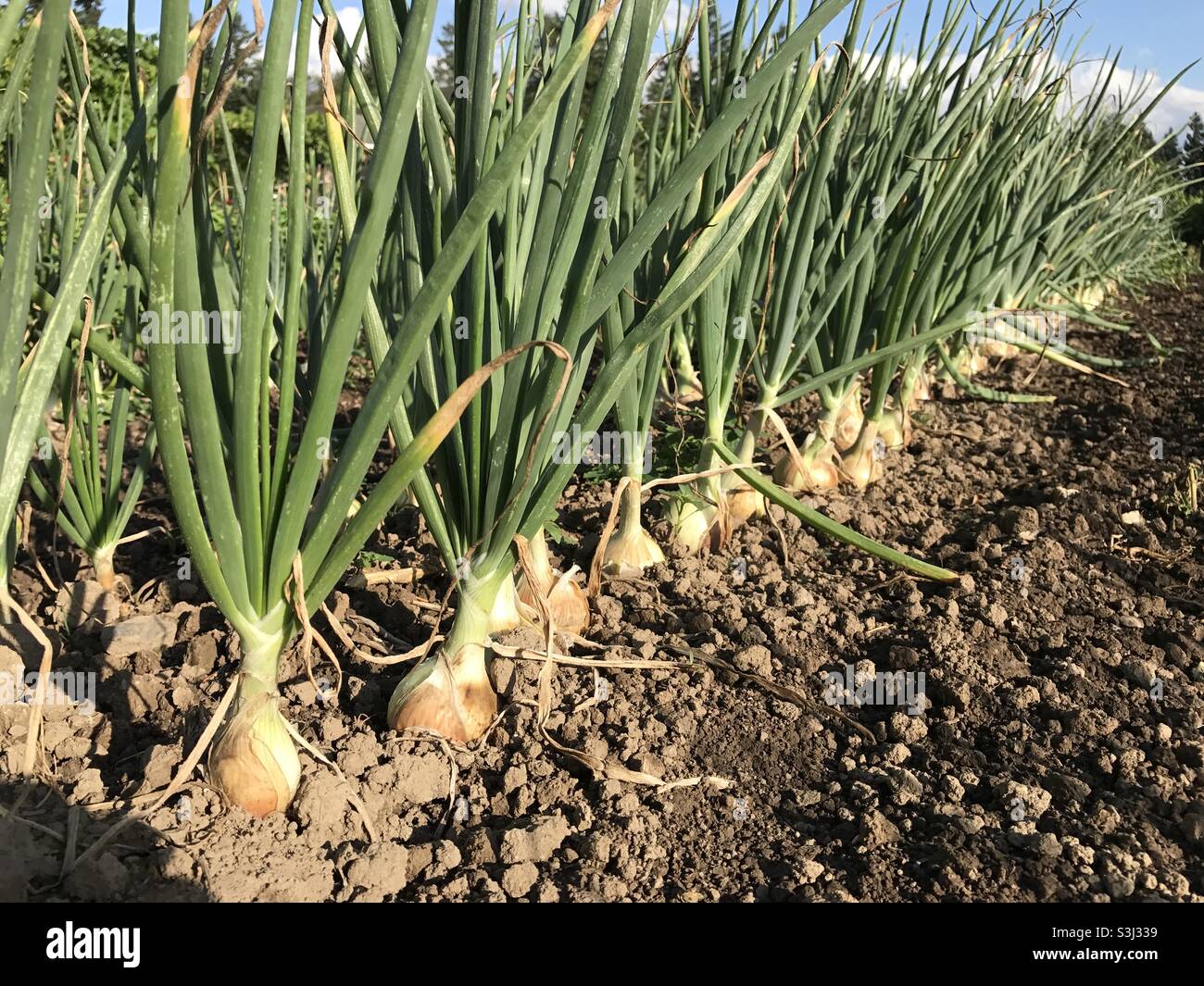 Ripe onions ready for harvest Stock Photo Alamy