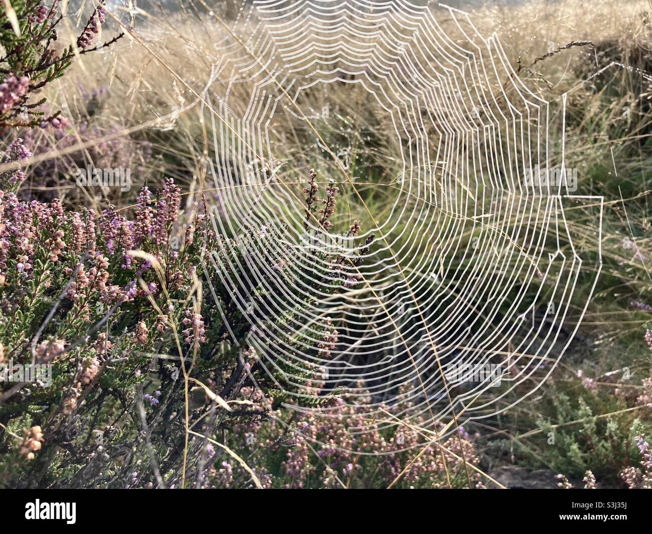 Close up of a spider’s web, in the pink flowering heather, glistening with dew in early morning sunshine. Stock Photo