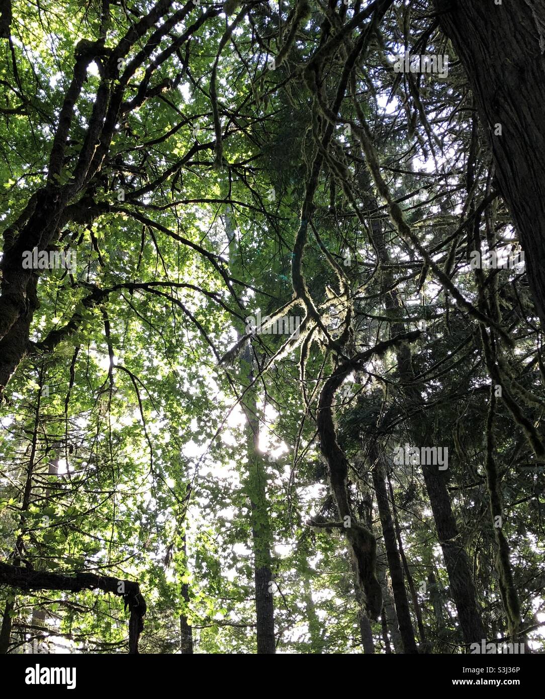 Tall Fir trees in Washington State, USA Stock Photo Alamy