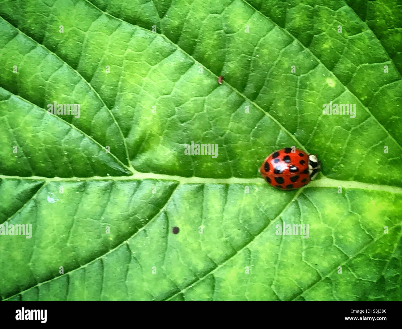 A ladybug perches on a green leaf in a forest in Mexico - Smartphone Captured Stock Image