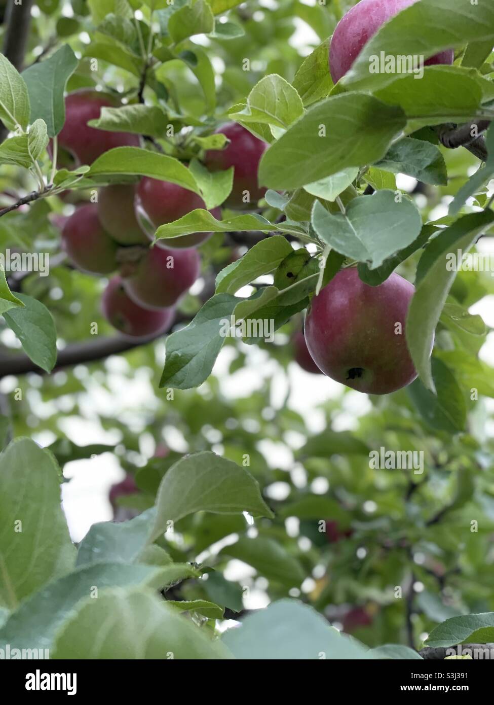 apple-picking-season-stock-photo-alamy