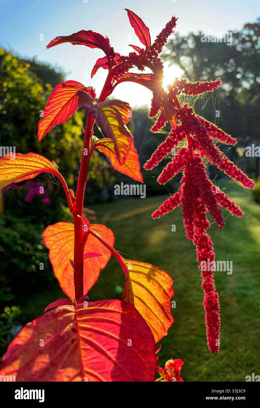 Garden annual flower Love Lies Bleeding with sun burst - Smartphone Captured Stock Image