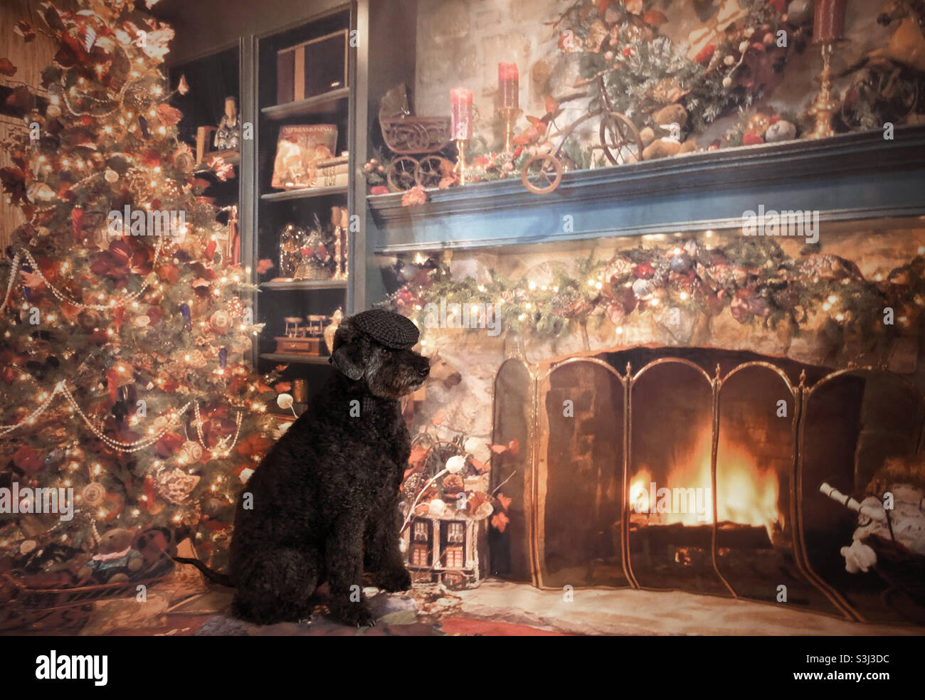 Flat cap dog hires stock photography and images Alamy