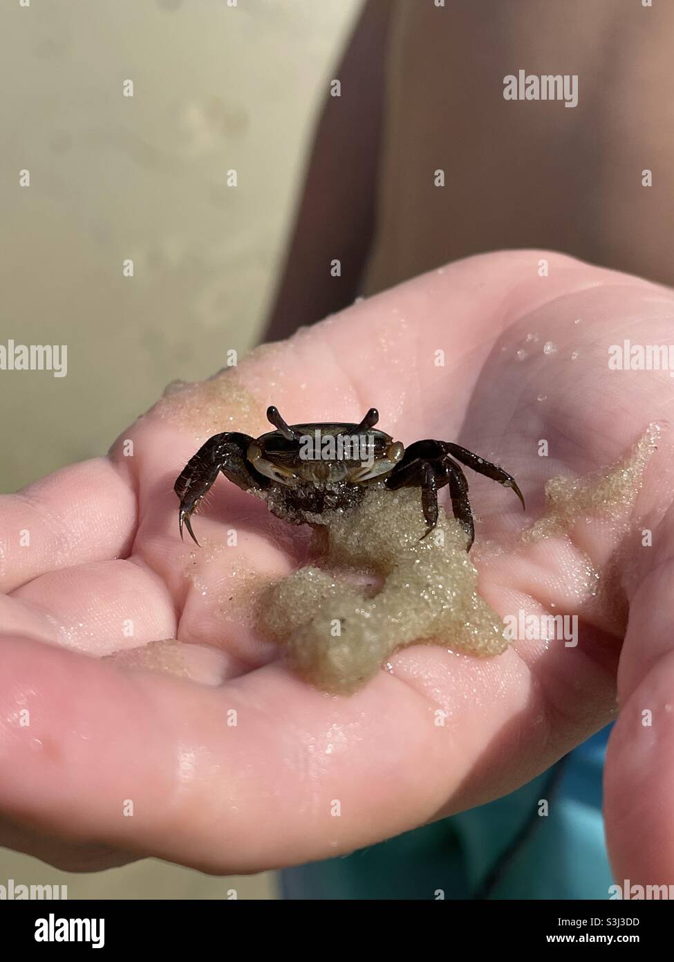 Hand holding a baby crab - Smartphone Captured Stock Image