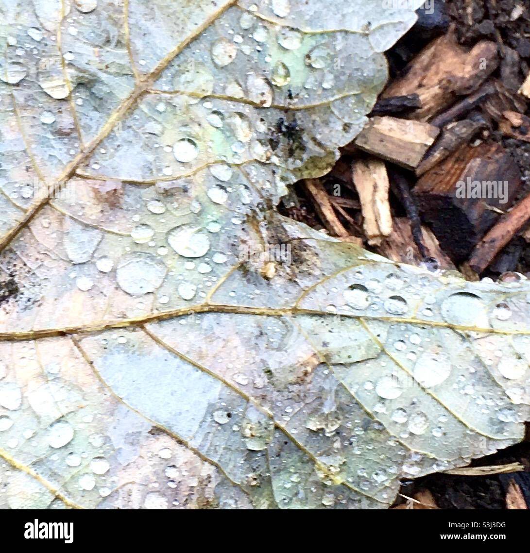 Raindrops on leaf, leaf, raindrops, autumnal, autumn, colour, gentle, nature Stock Photo
