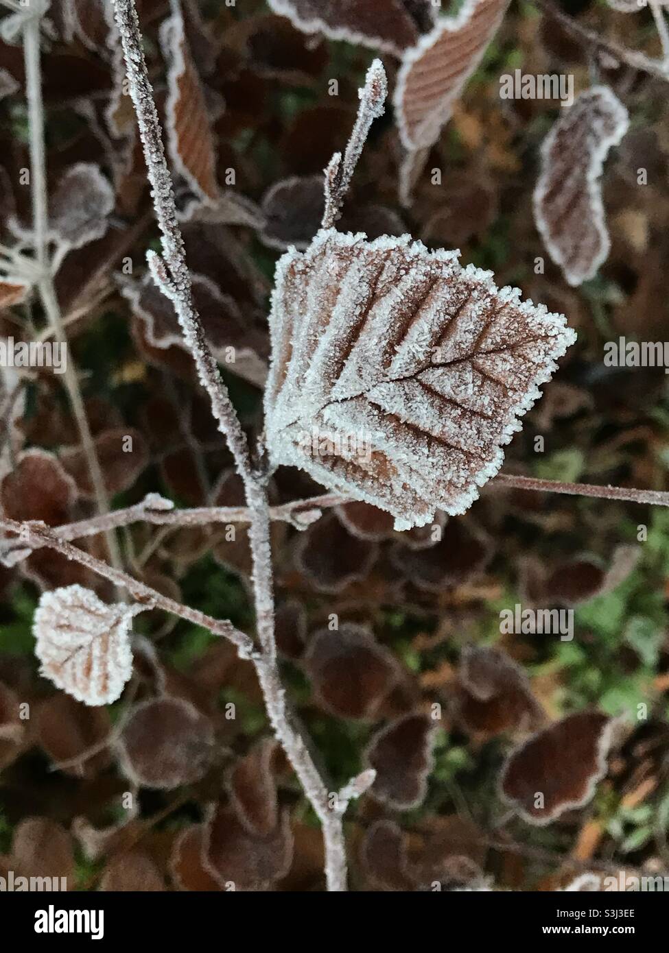 Twig hi-res stock photography and images - Alamy