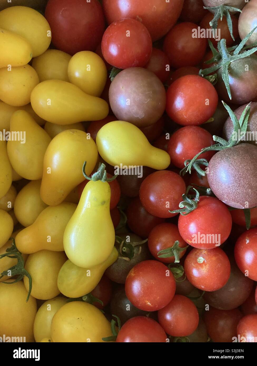 Freshly harvested pear and cherry tomatoes. Stock Photo