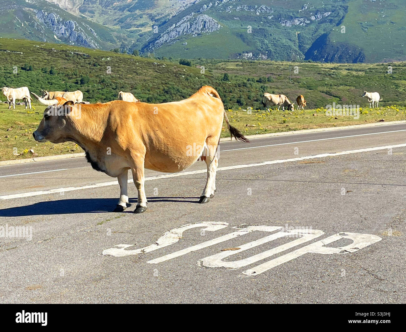 Cow on the road. - Smartphone Captured Stock Image