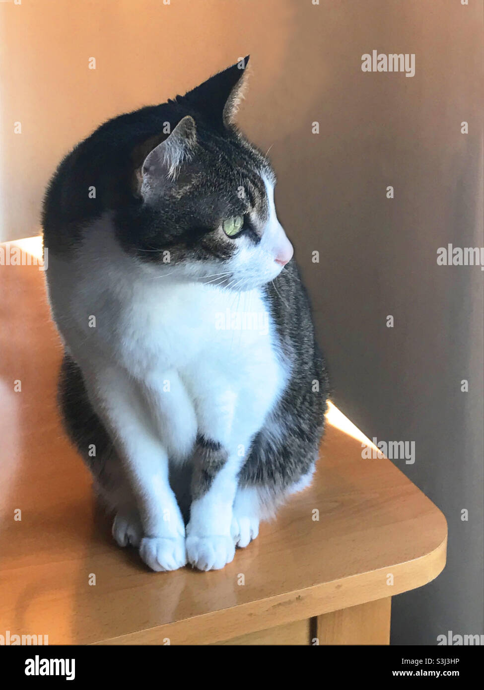 Tabby and white cat sitting - Smartphone Captured Stock Image