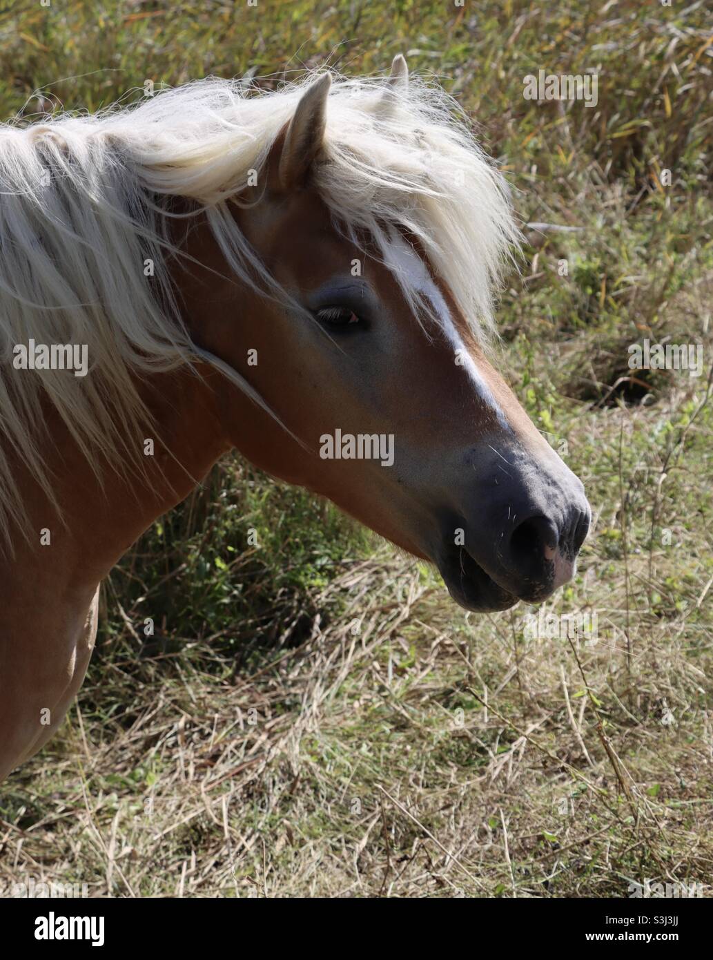 portrait of a beige pony with white mane in a meadow - Smartphone Captured Stock Image