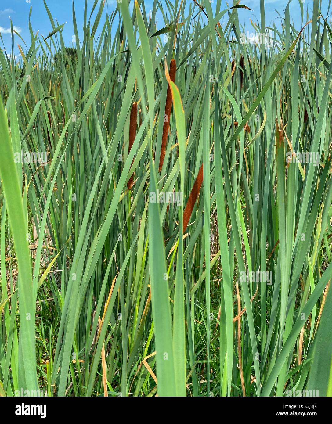 Lush cattails growing in a swampy river bank - Smartphone Captured Stock Image