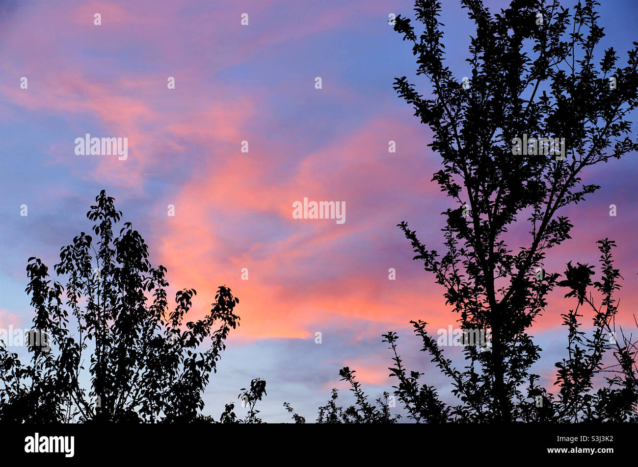pink cloud at sunset and silhouettes of trees Stock Photo