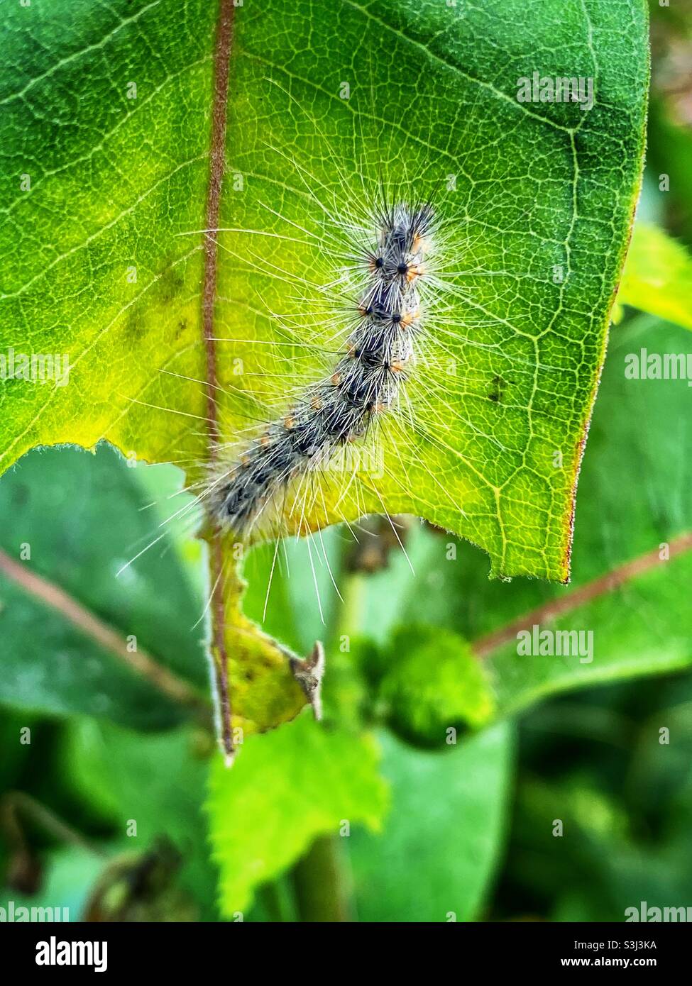 Tent caterpillar eating a leaf - Smartphone Captured Stock Image