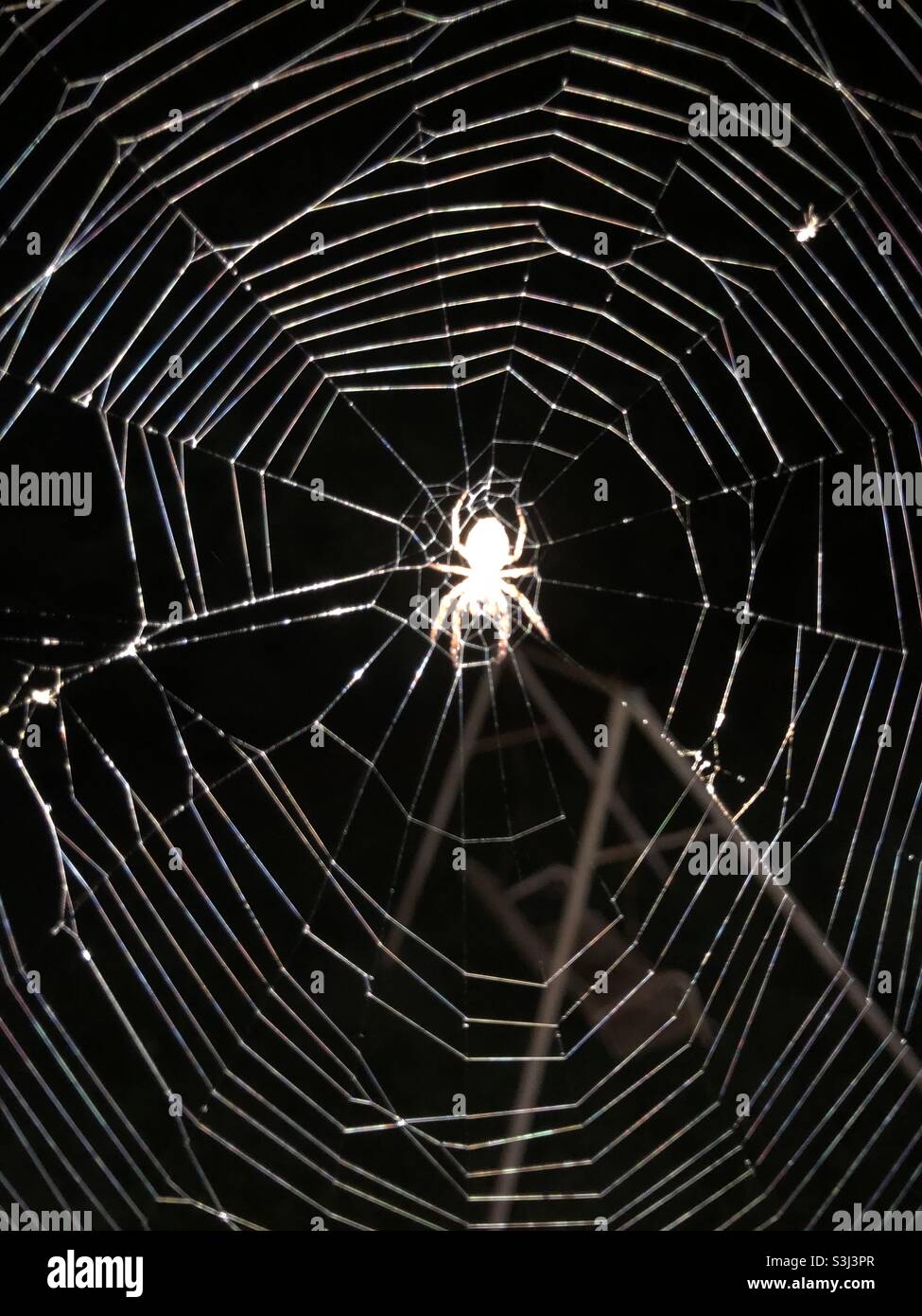 A spider on a web in the dark. Stock Photo