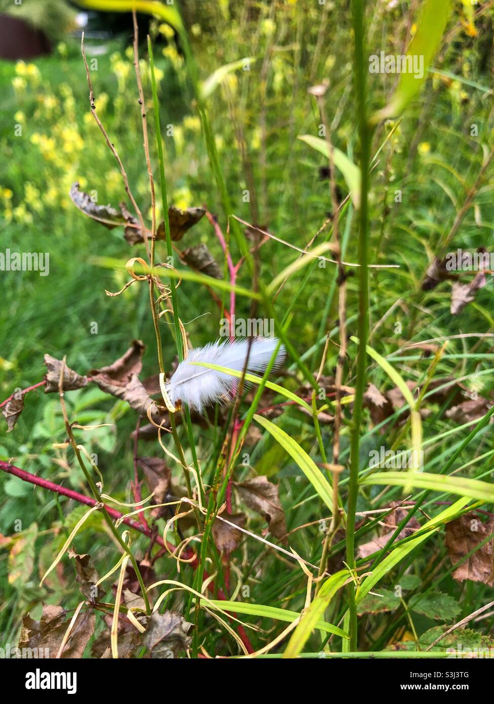 A small delicate feather resting in blades of grass. - Smartphone Captured Stock Image