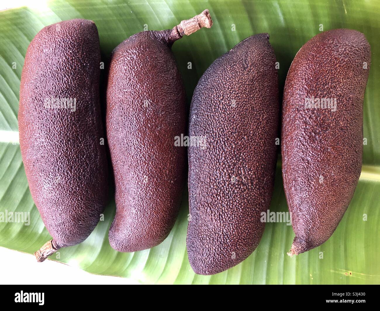 Fruit of the Jatobá tree, Hymenaea courbaril, under a banana leaf background. This fruit is widely used in folk medicine and the wood from this tree is one of most valuable Stock Photo
