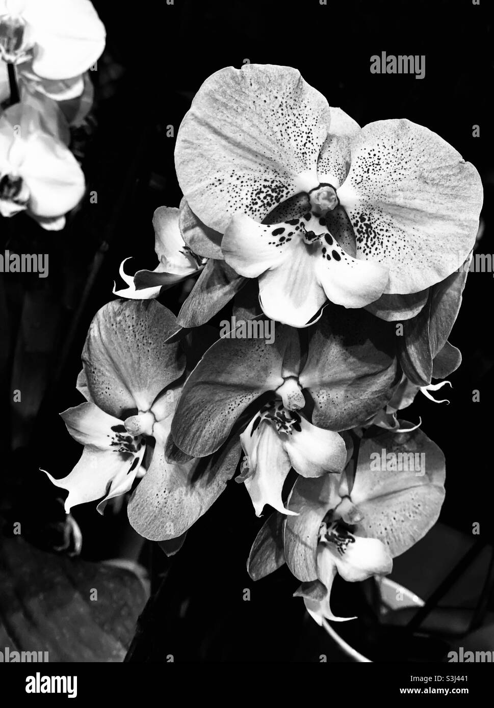 A beautiful orchid in black and white. - Smartphone Captured Stock Image