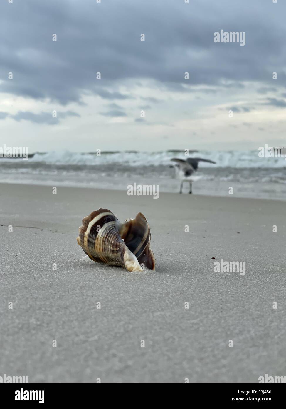 Select focus on a seashell with blurred bird and ocean water background - Smartphone Captured Stock Image