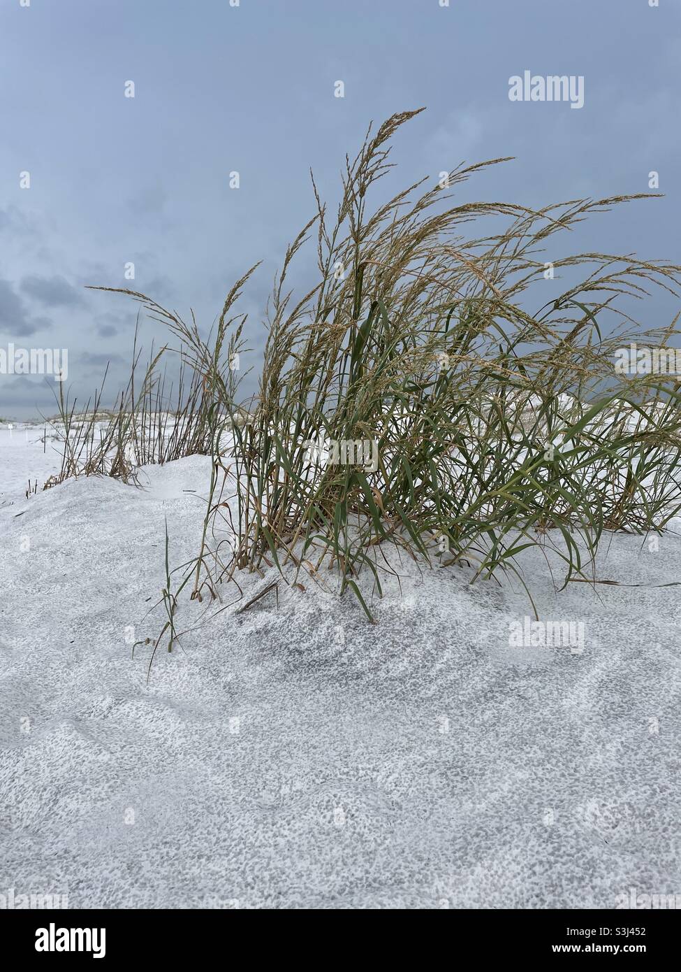 White sand Florida panhandle beach dunes and grass Stock Photo Alamy