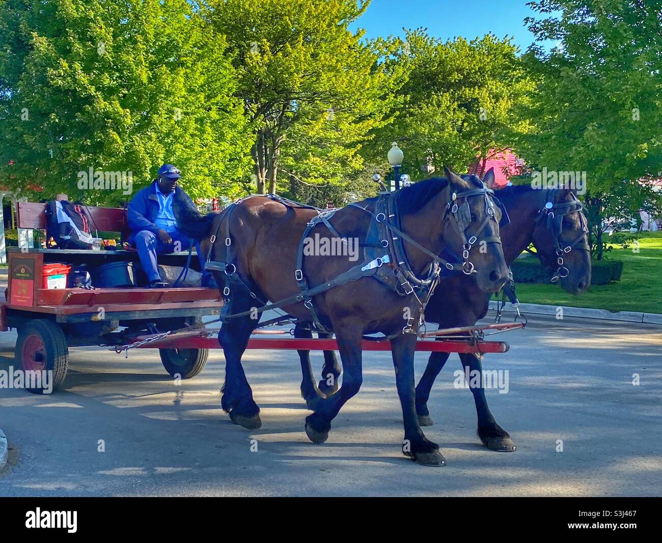 Horses team pulling a wagon - Smartphone Captured Stock Image