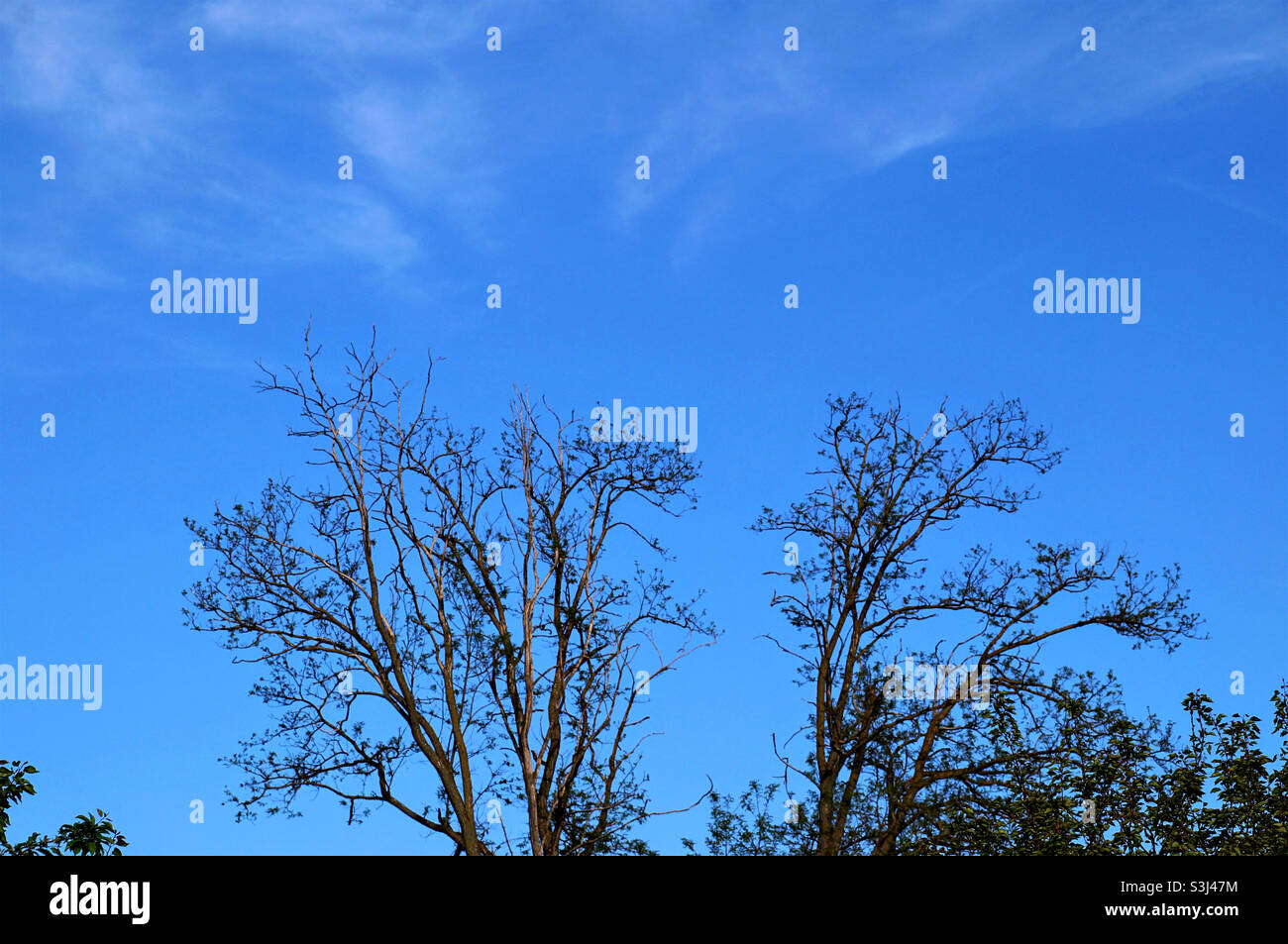 silhouettes of trees against a blue sky - Smartphone Captured Stock Image