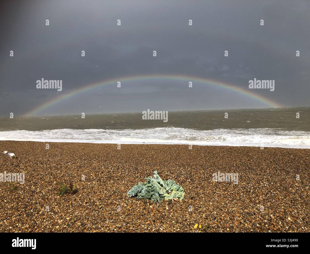 Seascape at Aldeburgh in Suffolk with a rainbow over the sea after a storm and sea kale in the foreground. - Smartphone Captured Stock Image