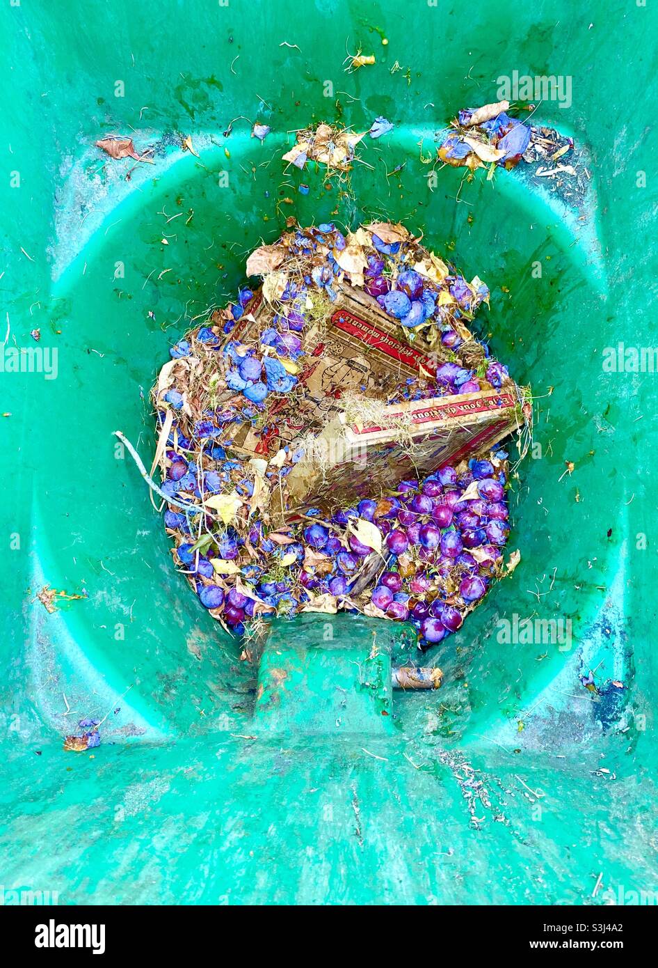 Plums picked up off the ground in a compost bin - Smartphone Captured Stock Image