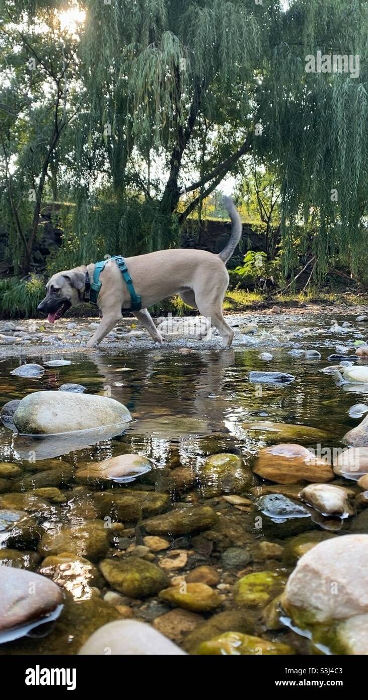 Late afternoon dog park visit, exploring the creek. - Smartphone Captured Stock Image