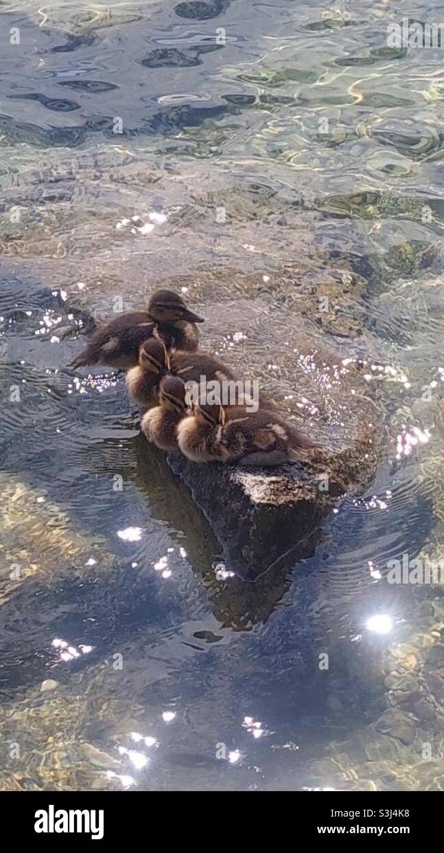Enten auf Stein im Wasser Stock Photo
