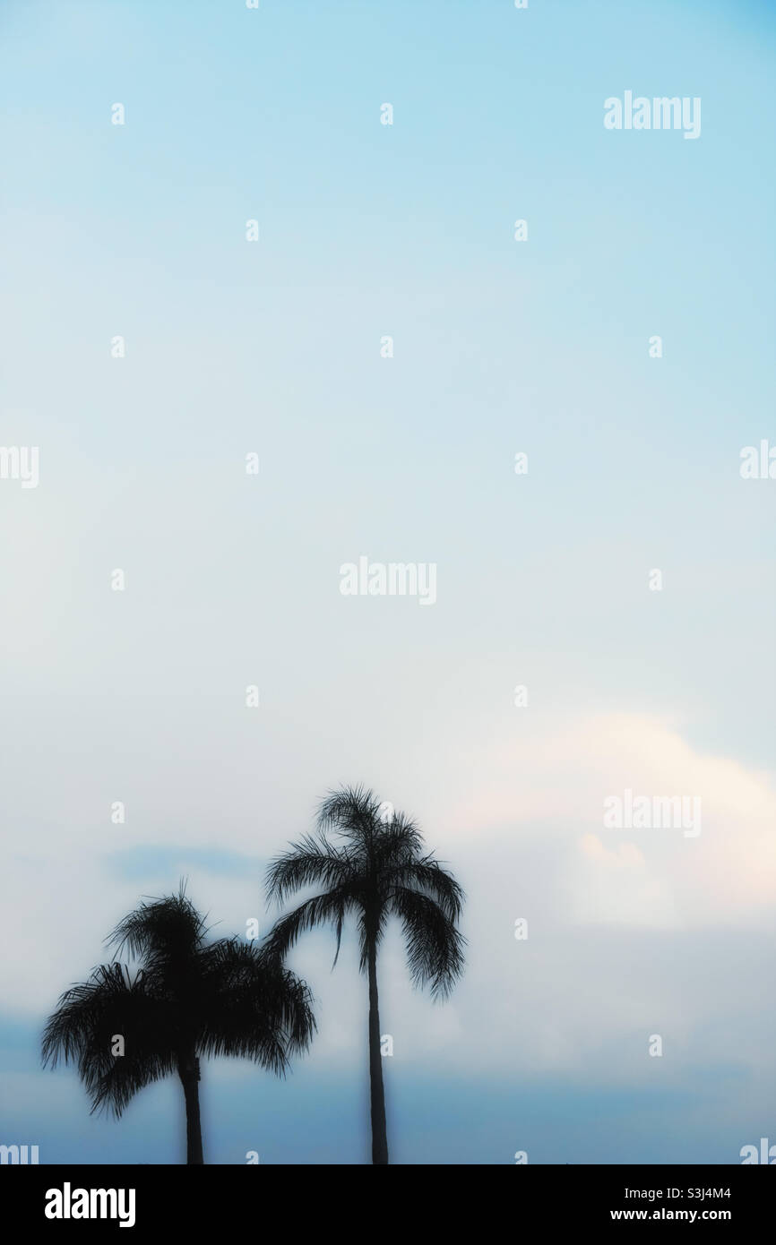 Soft glow affect of palm trees - Smartphone Captured Stock Image