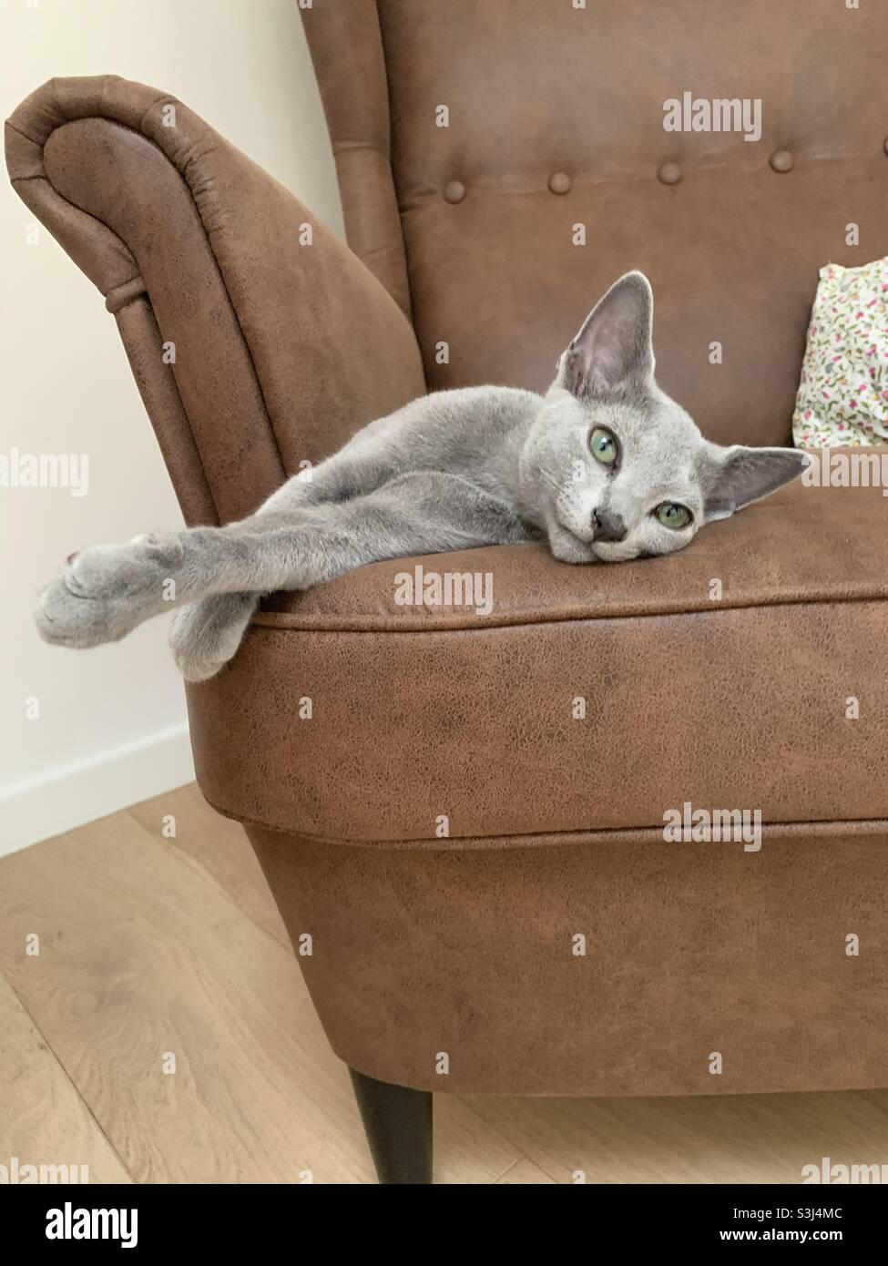 Russian Blue cat on armchair. - Smartphone Captured Stock Image