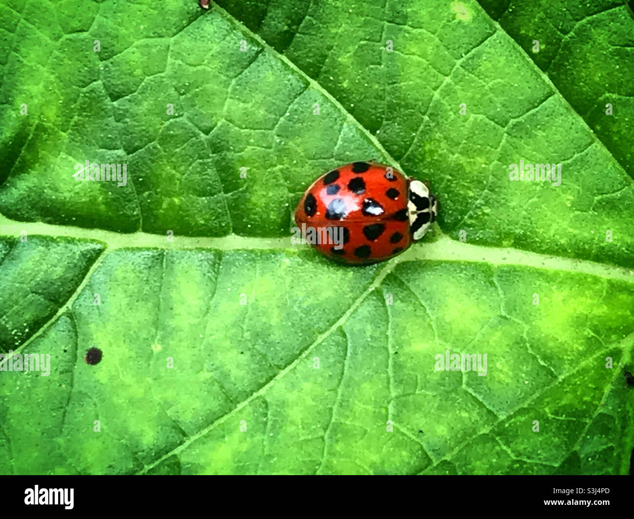 A red ladybug perches on a green plant in a forest in Mexico - Smartphone Captured Stock Image