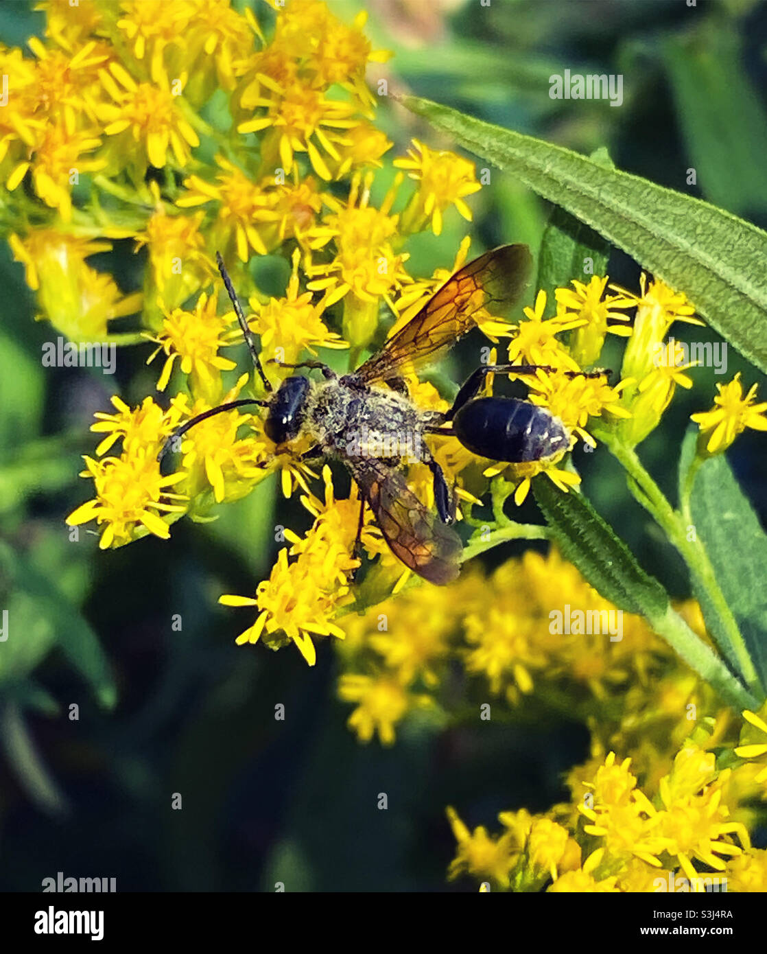 Wasp  collecting pollen on Golden rod flowers Stock Photo