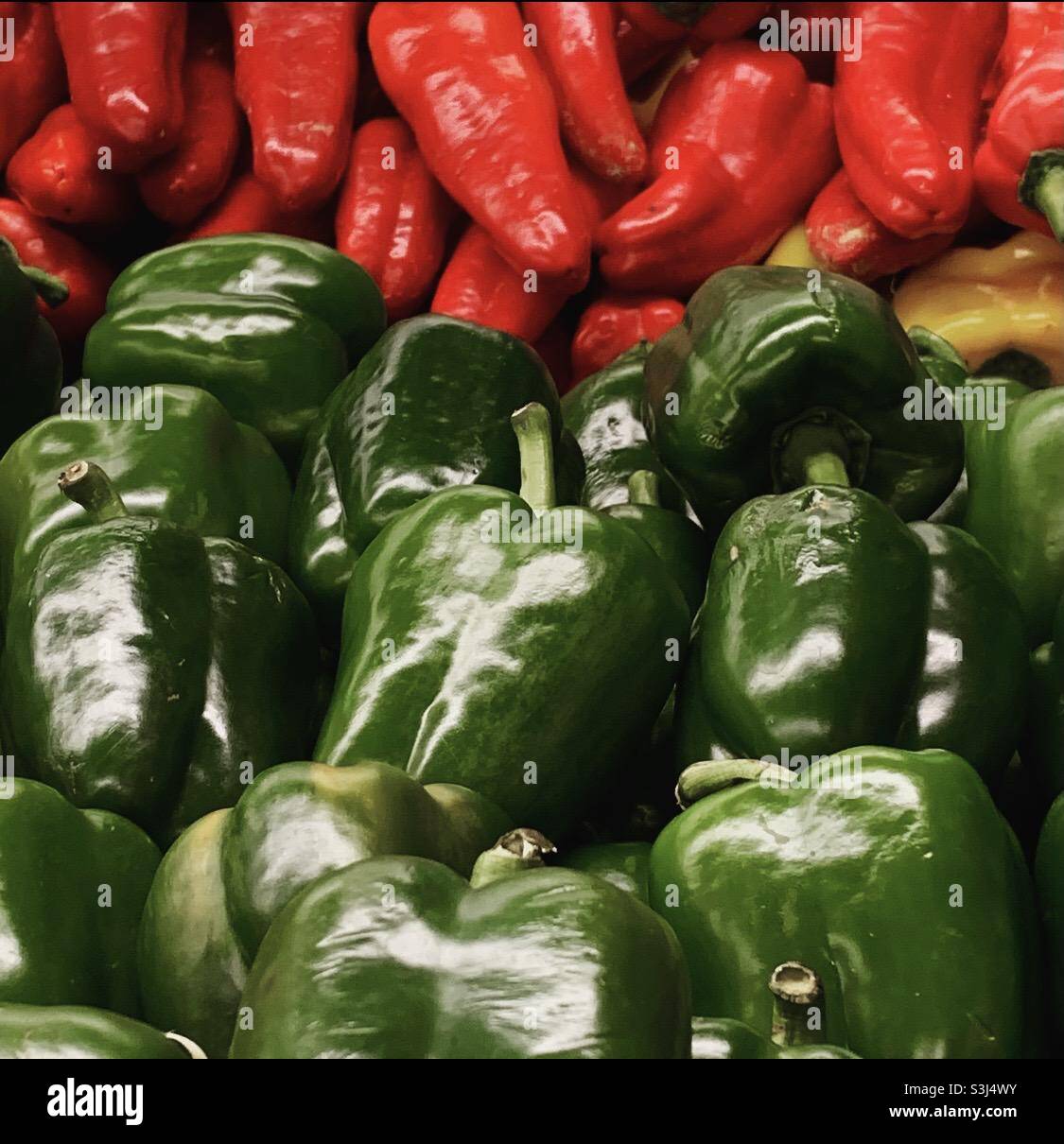Red and green peppers Stock Photo Alamy