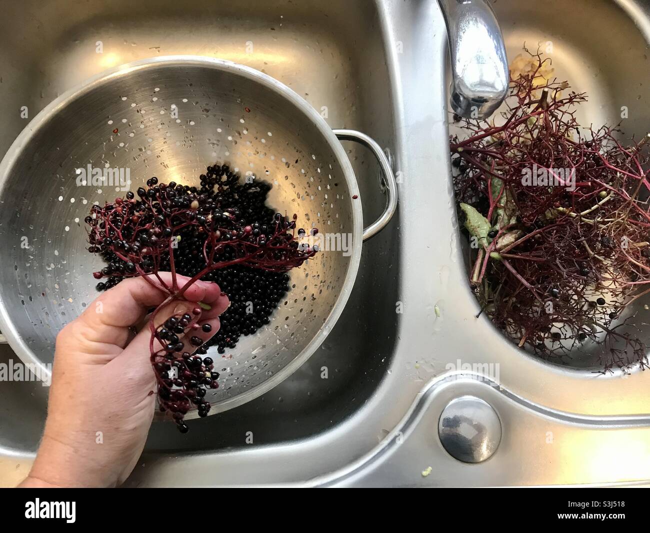 Picking off Elderberries and working at sink washing and preparing berries Stock Photo