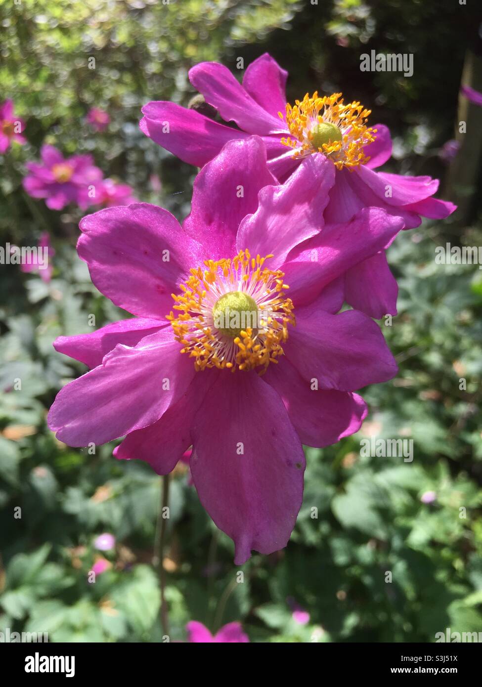 Flowers, pink, pink flower, nature, garden , fun, joy, Daisy - Smartphone Captured Stock Image