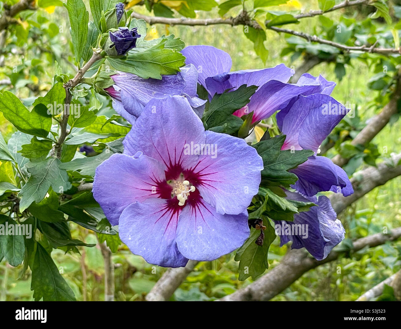 Purple hibiscus syriacus flowers- Rose of Sharon natural medicine Stock Photo