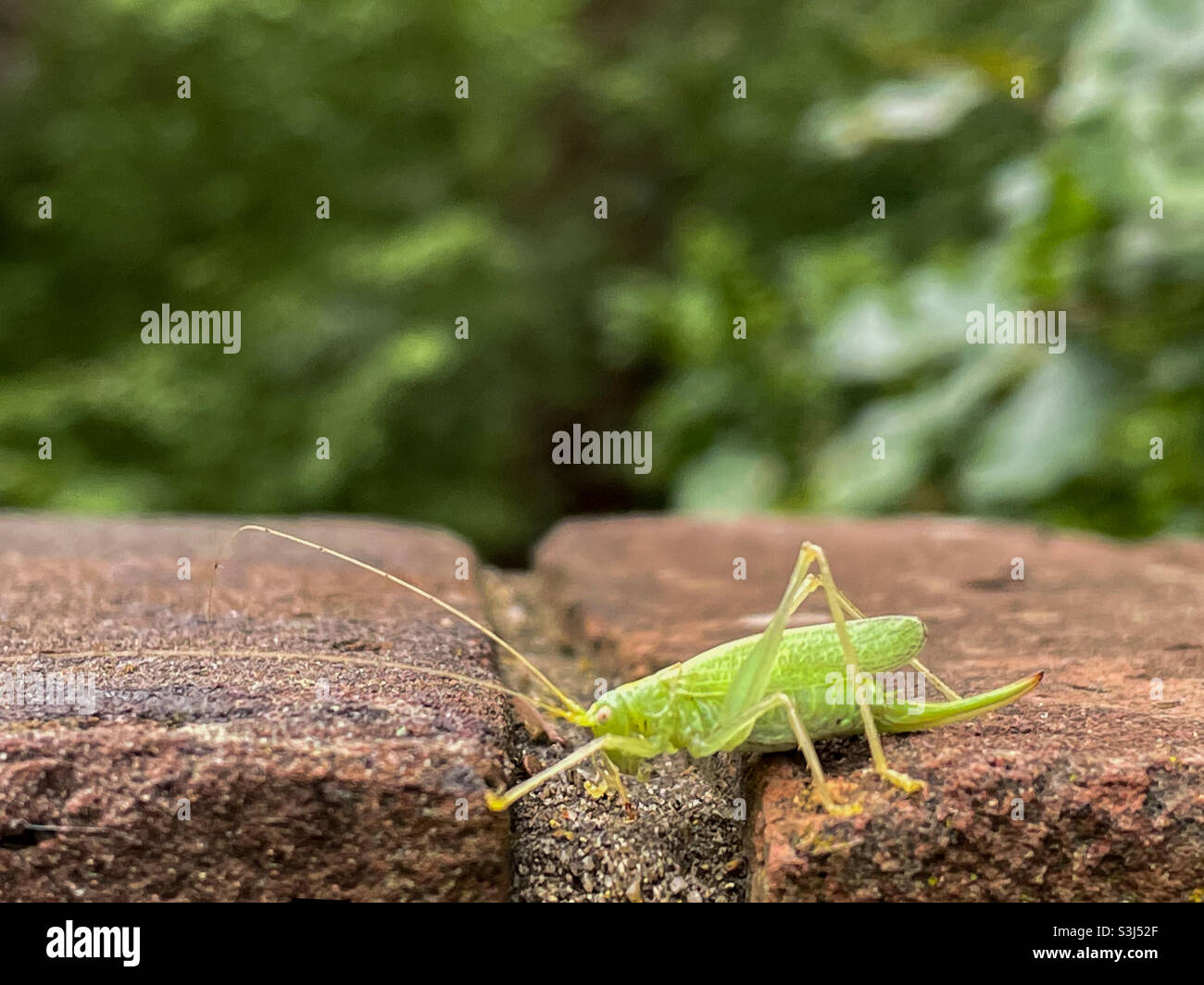 Cricket on a wall Stock Photo Alamy