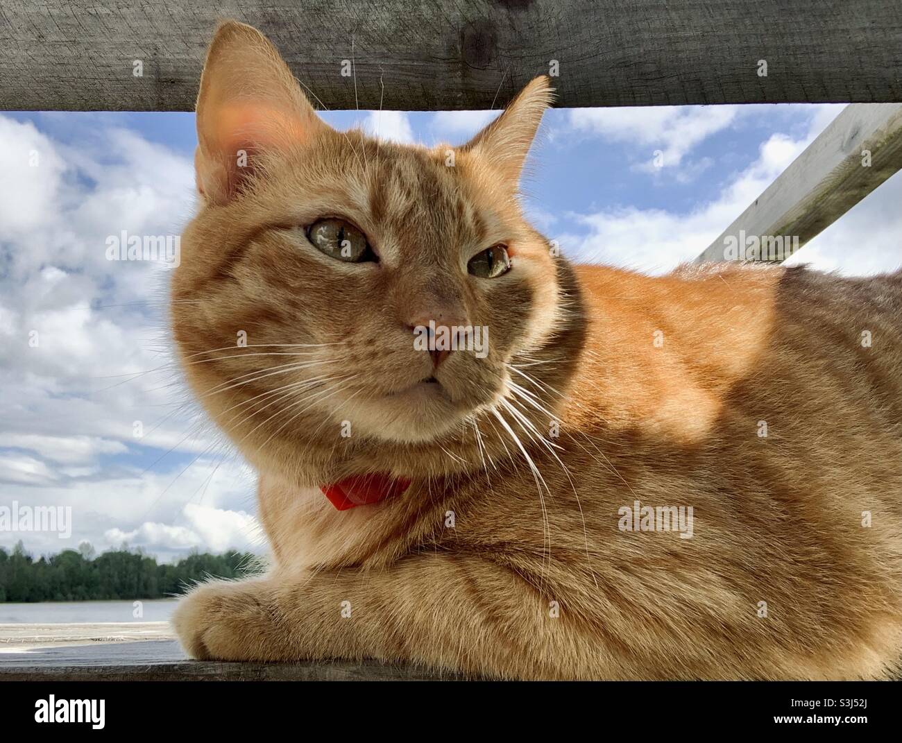 Brown cat closeup portrait - Smartphone Captured Stock Image