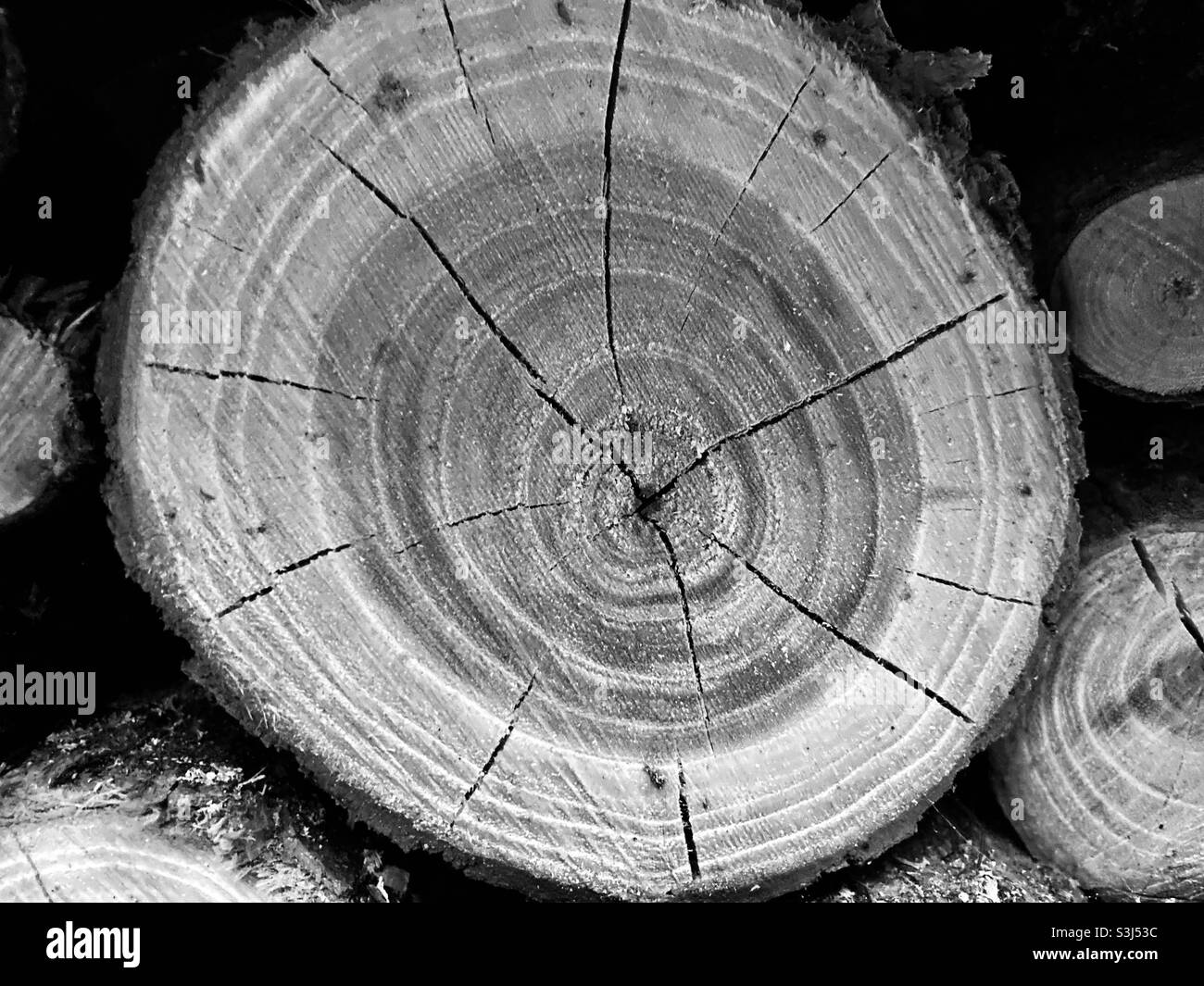 cracked round log - Smartphone Captured Stock Image