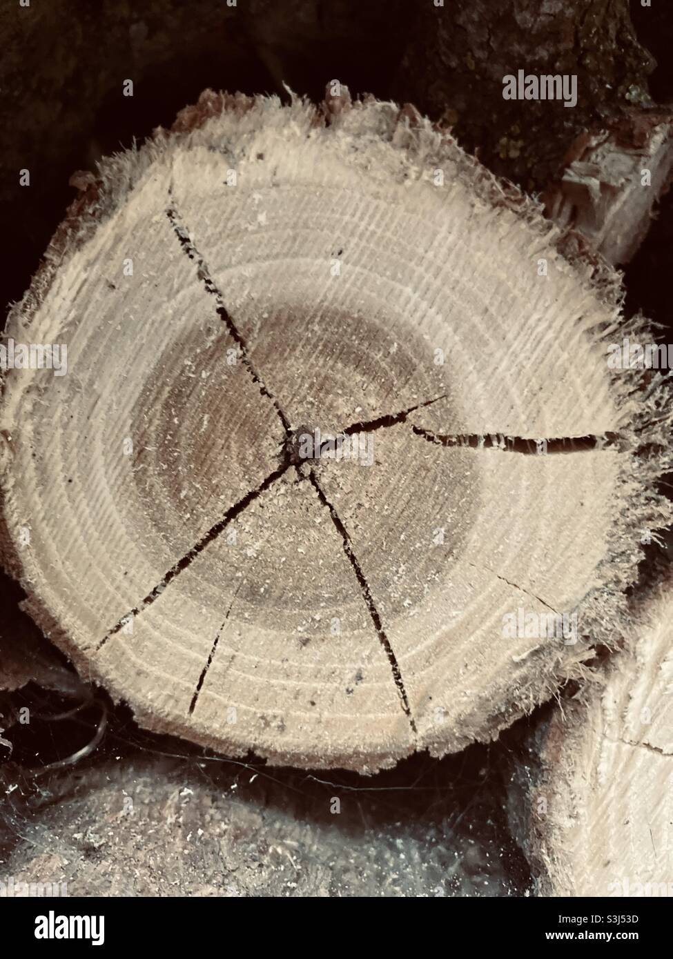 cracked round firewood - Smartphone Captured Stock Image
