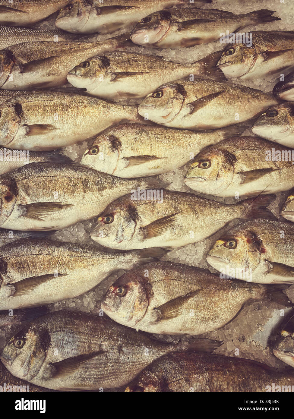 A creative view of the many fresh sea bream a market fishmonger is selling. Caught in European waters, these fish are selling in a large market. Photo ©️ COLIN HOSKINS. - Smartphone Captured Stock Image