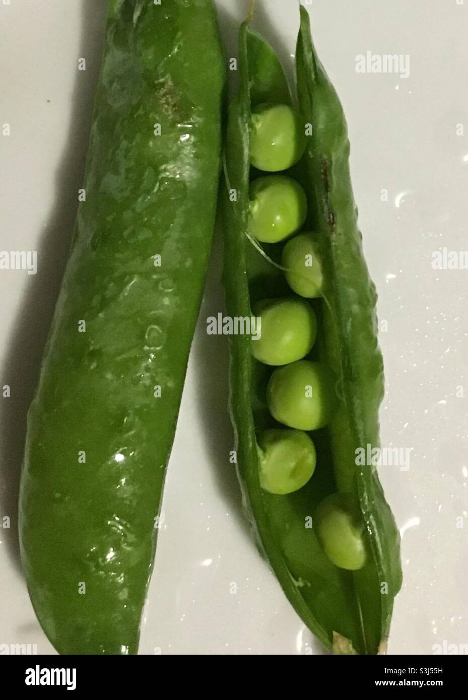 Green Peas, Pisum Sativum Stock Photo - Alamy