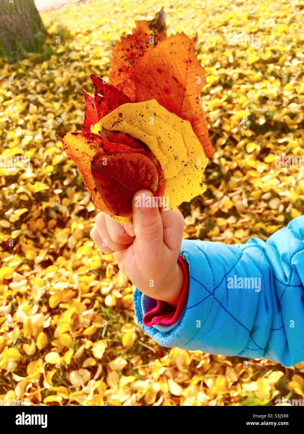 Hand of a child holding colorful autumn leaves Stock Photo - Alamy