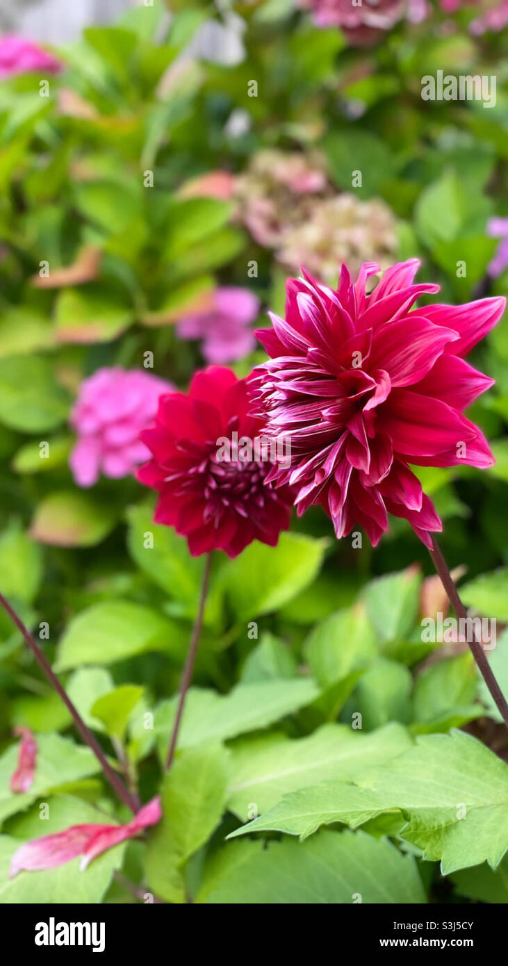 Power of nature and flowers hi-res stock photography and images - Alamy