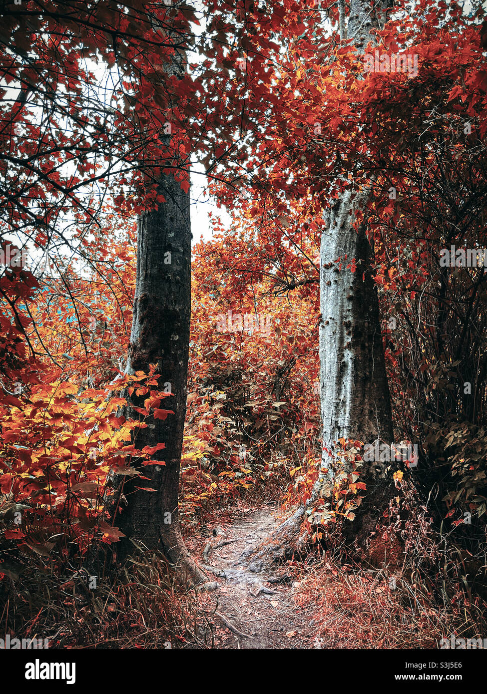 Autumn Pathway Stock Photo