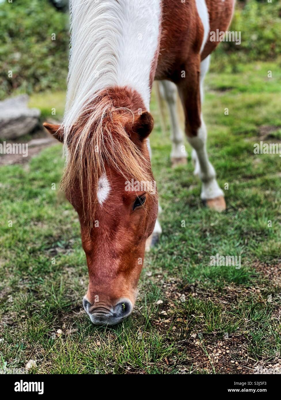 A wild pony grazes on the grass. Stock Photo