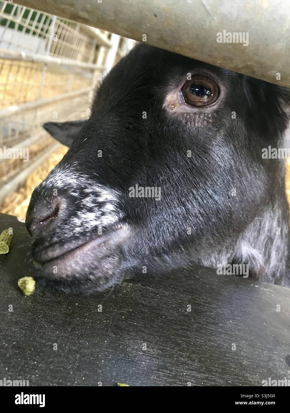 Goats face poking through railing to eat - Smartphone Captured Stock Image
