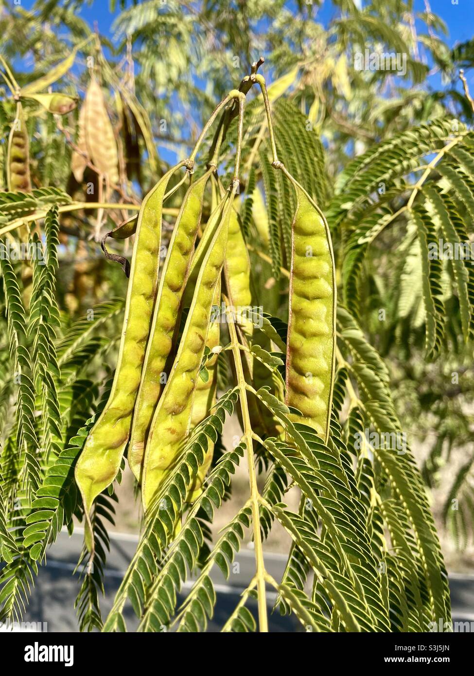 Seed pods and leaves of a Mimosa tree (Albizia julibrissin) Stock Photo